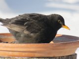 im Winter am Futterhaus - Amsel 01a